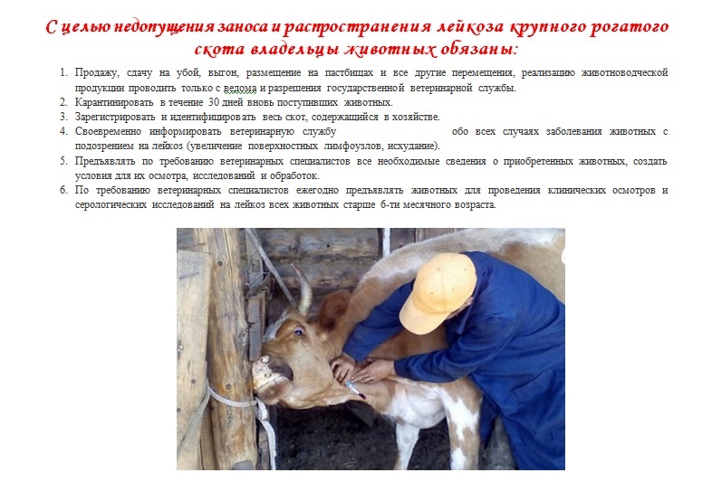 23.07.2024 г. Государственное бюджетное учреждение  Республики Адыгея "Адыгейская Республиканская ветеринарная лаборатория" проинформировало о том, что 19.07.2024 г. в МО «Победенское сельское сельское поселение», в х. Грозный  выявлено заражение 1 головы КРС лейкозом. Установлены карантинные мероприятия по лейкозу КРС..